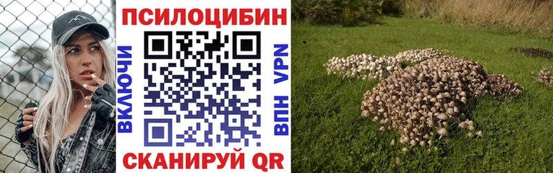 купить наркоту  Курчалой  Псилоцибиновые грибы мицелий 